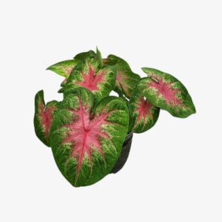 Caladium Rosebud Plant