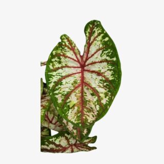 Caladium Tapestry Leaf