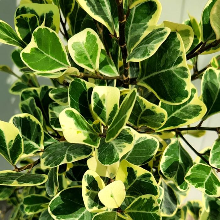 Ficus Triangularis Variegated