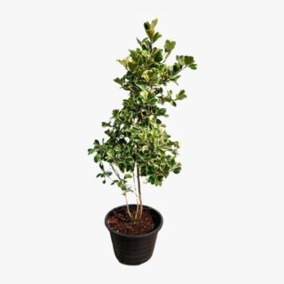 Ficus Triangularis Variegated Plant