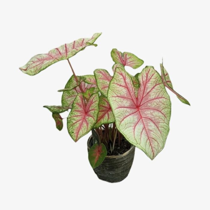 Fiesta Caladium Plant