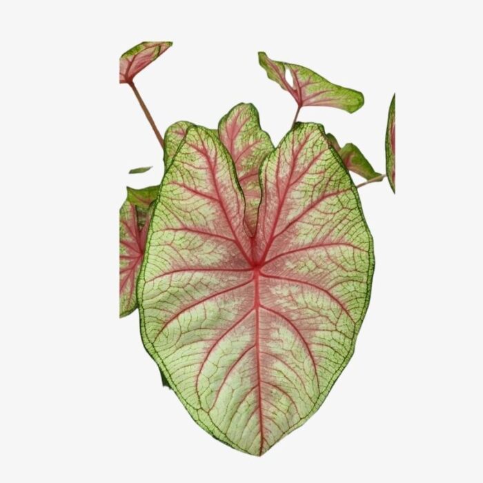 Fiesta Caladium leaf