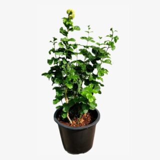 Mogra Jasmine Plant