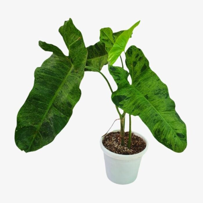Philodendron Paraiso Verde Plant