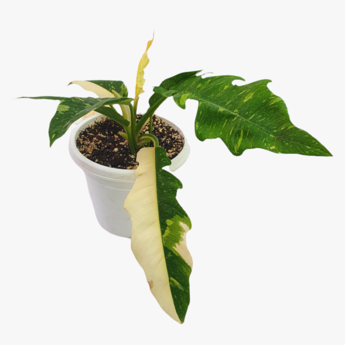 Philodendron Ring Of Fire