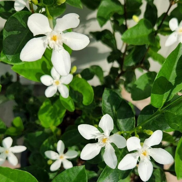 Wrightia Milky Way Flowers