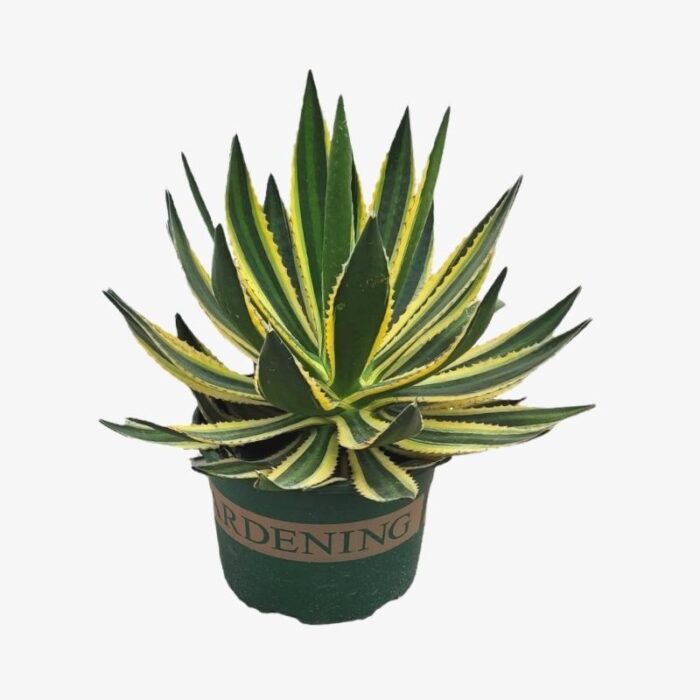 Cactus Agave Univittata Plant