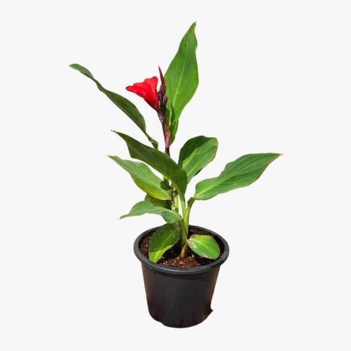 Canna Lily Plant