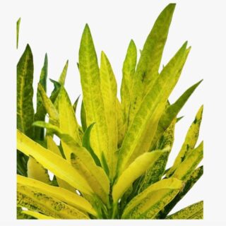 Croton Sunny Star Leaf