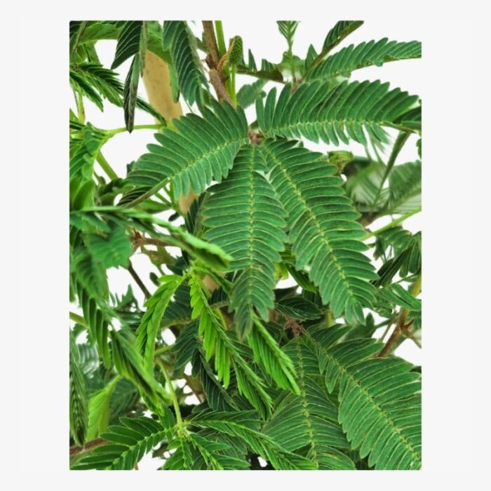 Mimosa pudica plant Leaves