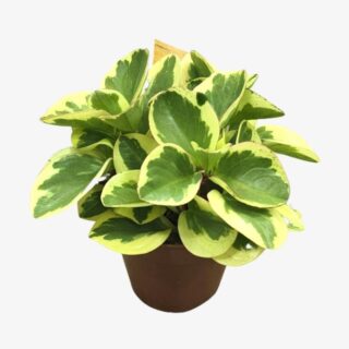 Peperomia Obtipan Bicolor