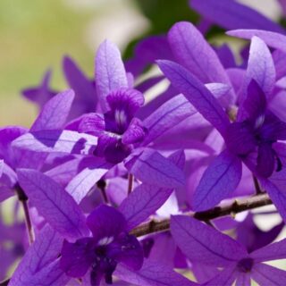 Petrea Volubilis Leafs