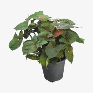 Syngonium Podophyllum Plant