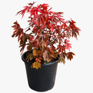 Maple Cranberry Hibiscus Plant