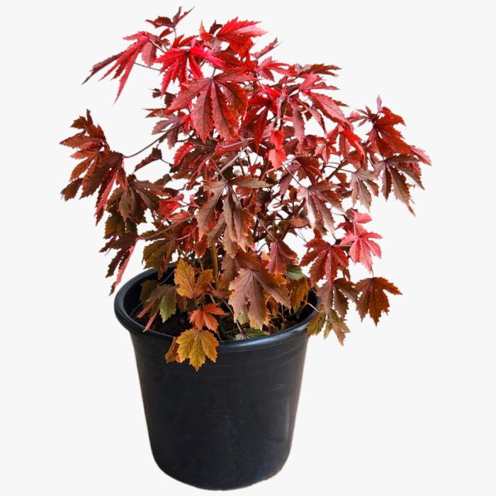 Maple Cranberry Hibiscus Plant