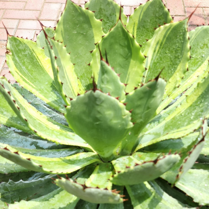 Agave Potatorum Leaves