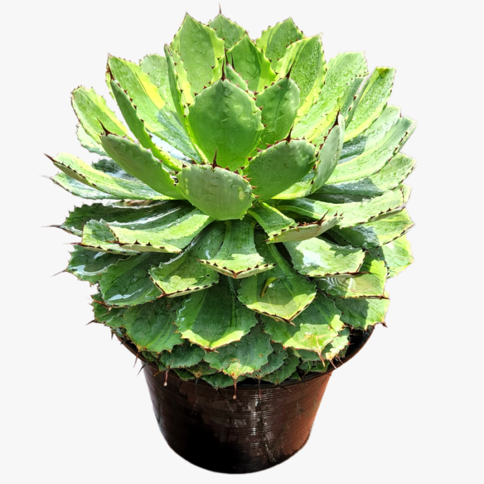 Agave Potatorum kissho Kan Plant