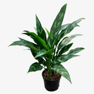 Aglaonema Maria Plant