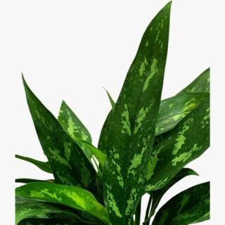 Aglaonema Maria Leafs