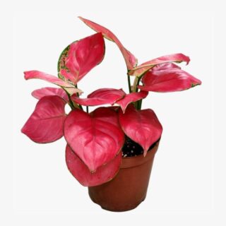 Aglaonema Red Anjamani Plant