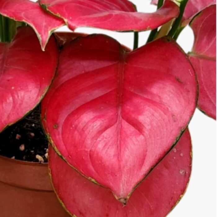 Aglaonema Red Anjamani Leafs