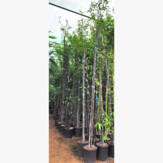 Bamboo Black Plant