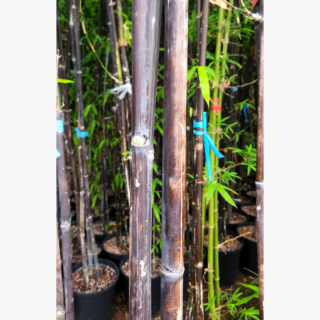 Bamboo Black Stem