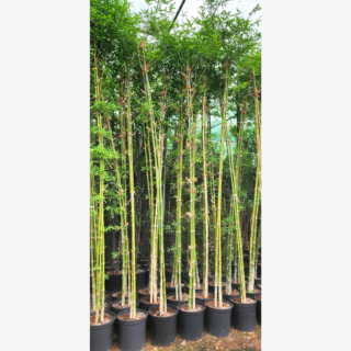 Bamboo Green Plant