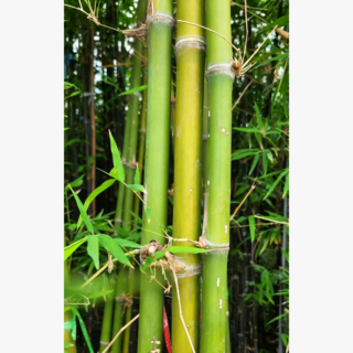 Bamboo Green Stem