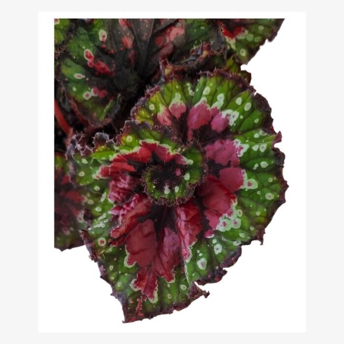 Begonia Rex Macarena Leaafs