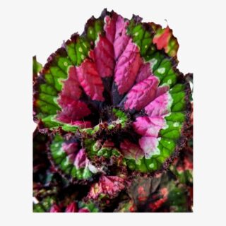 Begonia Rex Macarena Plant