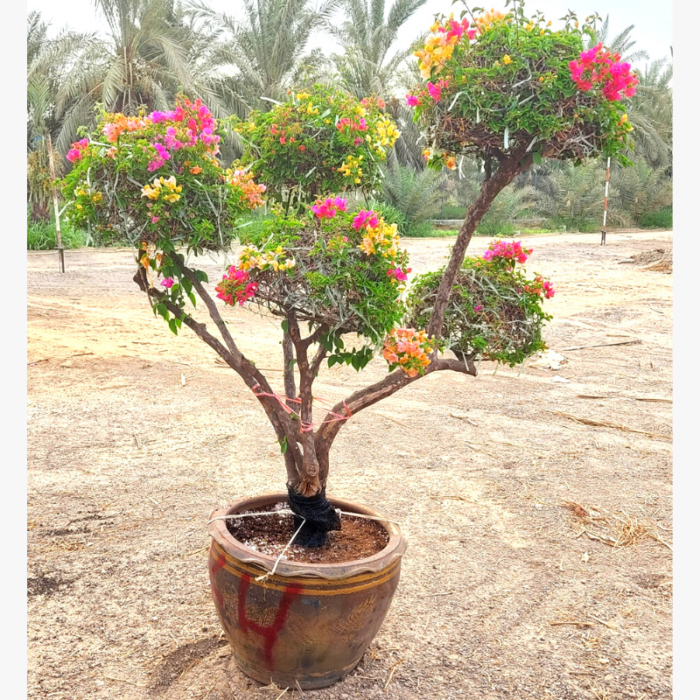 Bougainvillea Multi head Plant