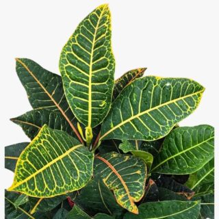 Croton Florida Select Leaves
