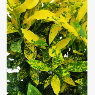 Croton Gold Dust Leafs