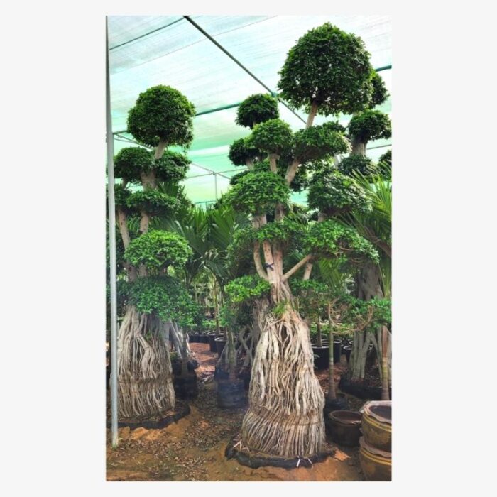 Ficus Bonsai Multi Roots Plant Tree