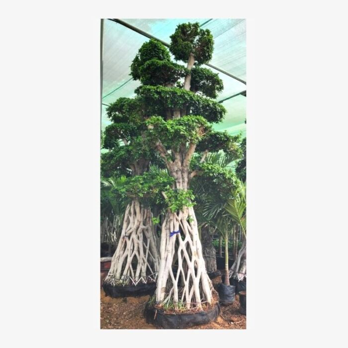 Ficus Bonsai Net Roots Tree