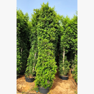 Ficus Nitida Cone Shape