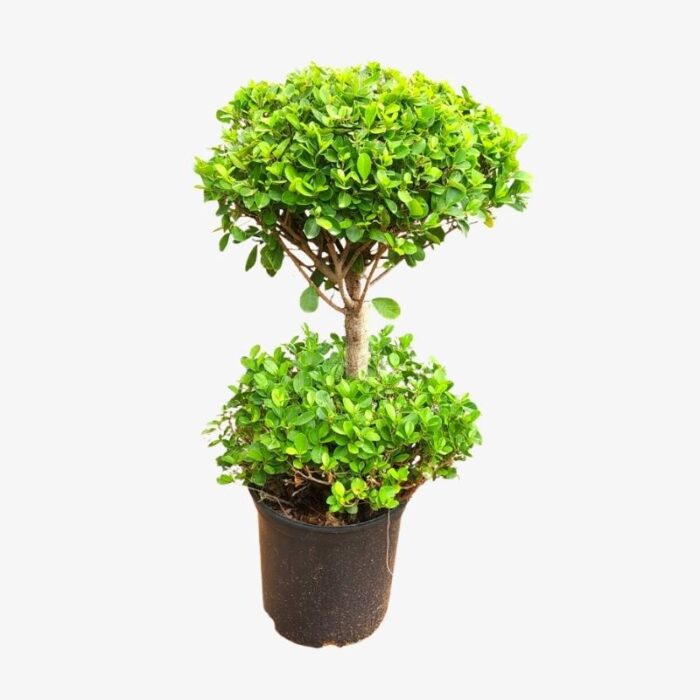 Ficus Panda 2 Head Plant