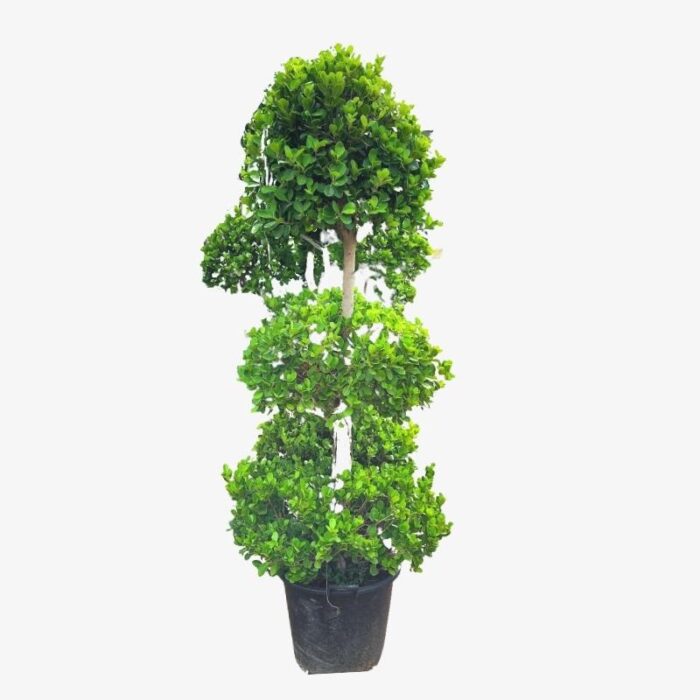 Ficus Panda 3 Head Plant