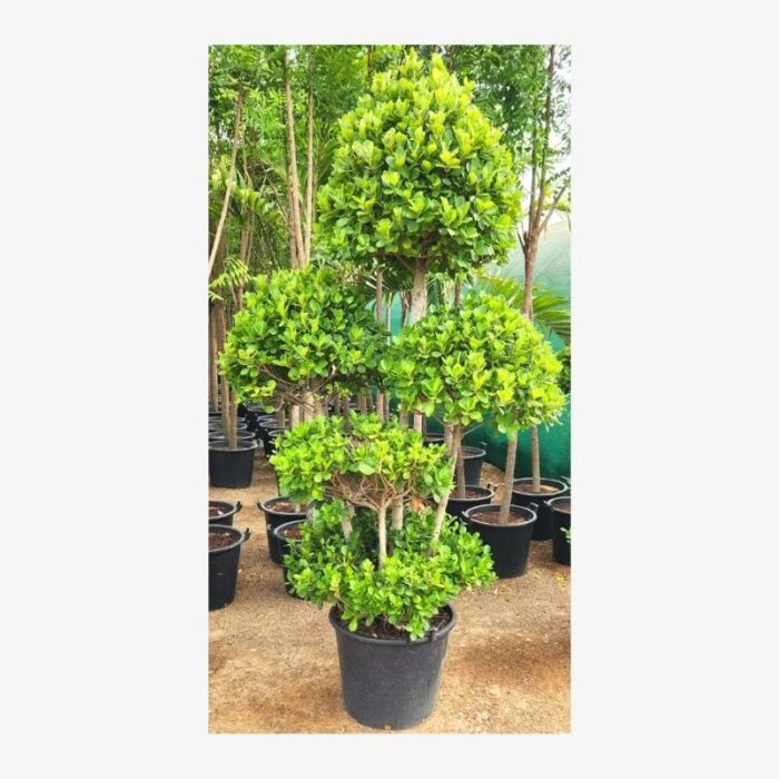 Ficus Panda Multi Head