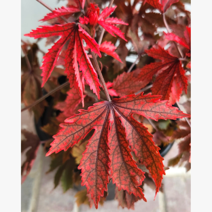 Japanese Maple