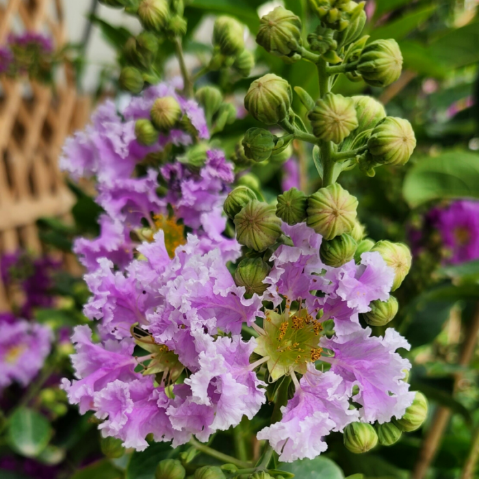 Lagerstroemia Indica Light Purple