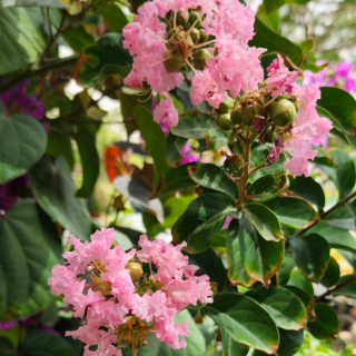 Lagerstroemia Indica Pink