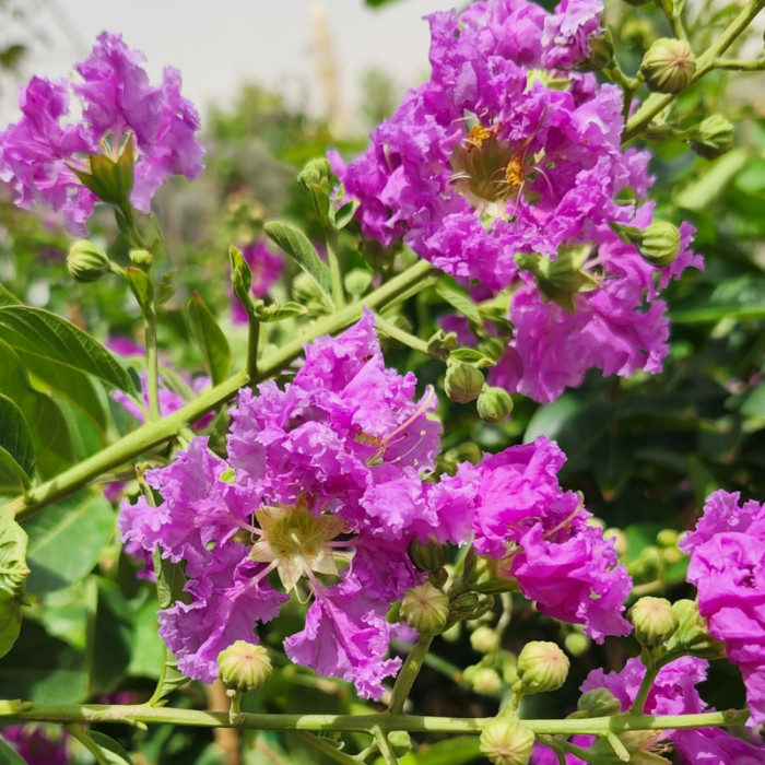 Lagerstroemia Indica Purple