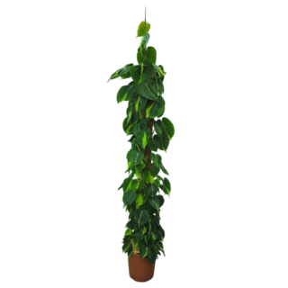 Philodendron Scandens Brasil