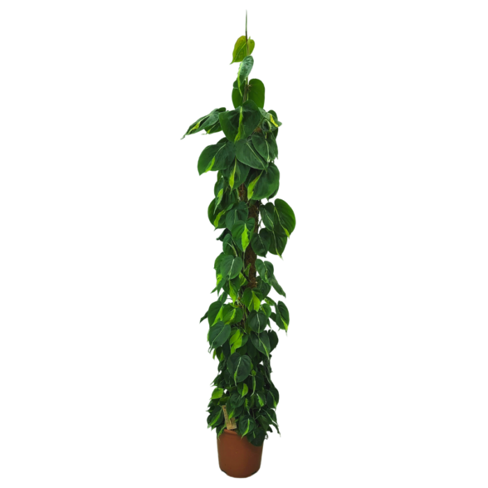 Philodendron Scandens Brasil plant