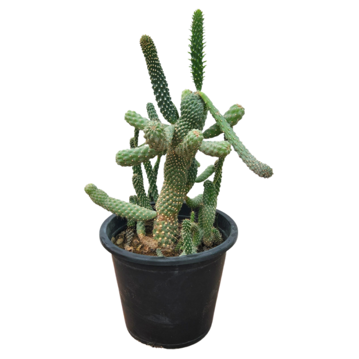 Austrocylindropuntia Subulata