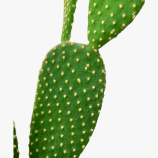 Bunny Ear Cactus