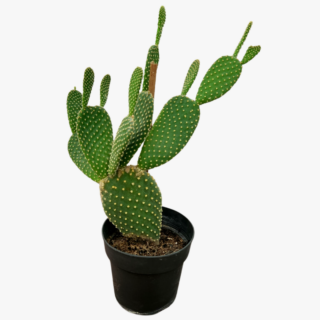 Bunny Ear Cactus Plant