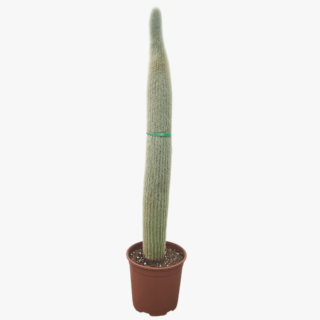 Espostoa Cactus in UAE